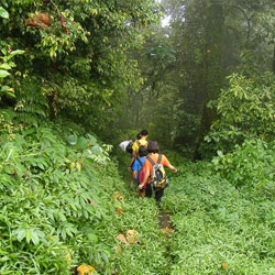 Jungle Trekking 1